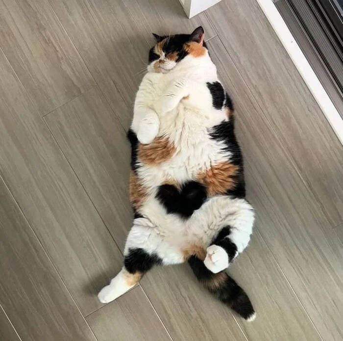 You have been visited by a love belly. In the coming week, you will have success in love affairs. - Humor, cat, Love, Fluffy, Funny animals, Fat cats, Pet the cat, Tricolor cat, The photo, Pets