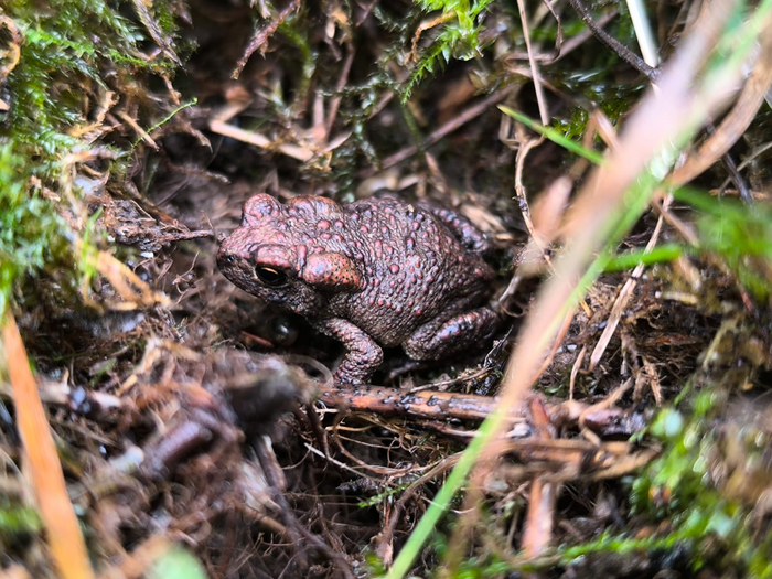 Среда. Сонная осенняя жабка