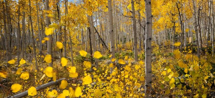 Клоны Пандо – корневые отпрыски аспена (Populus tremuloides), которые позволяют ему захватывать и удерживать занятую территорию. Фото с сайта <!--noindex--><a href="https://pikabu.ru/story/derevya__klonyi_11918070?u=http%3A%2F%2Fnationalgeographic.co.uk&t=nationalgeographic.co.uk&h=b8f088faad8a6f96af5a339148e420db811ef502" title="http://nationalgeographic.co.uk" target="_blank" rel="nofollow noopener">nationalgeographic.co.uk</a><!--/noindex-->.