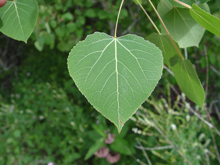 Лист на длинном и плоском черешке, благодаря которому он и дрожит при малейшем дуновении ветра. Фото Donald Cameron с сайта <!--noindex--><a href="https://pikabu.ru/story/derevya__klonyi_11918070?u=http%3A%2F%2Fgobotany.nativeplanttrust.org&t=gobotany.nativeplanttrust.org&h=29517360bec2b41919ee096f5bdf2069d5ae8567" title="http://gobotany.nativeplanttrust.org" target="_blank" rel="nofollow noopener">gobotany.nativeplanttrust.org</a><!--/noindex-->.