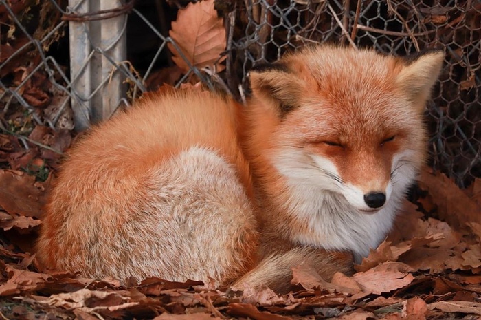 Лиса и листва