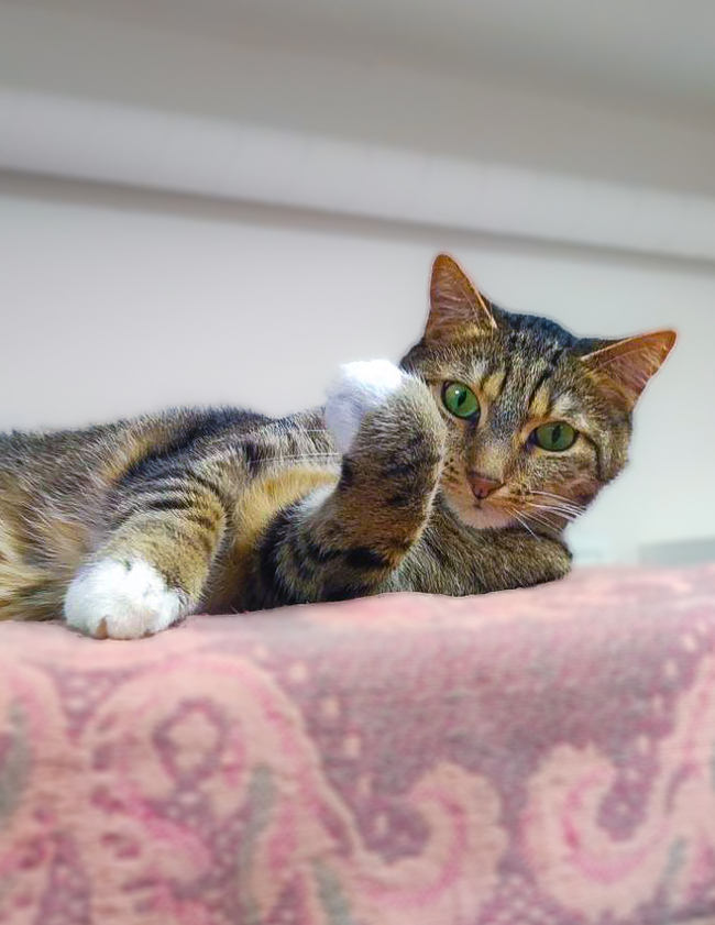 Погладишь или во!