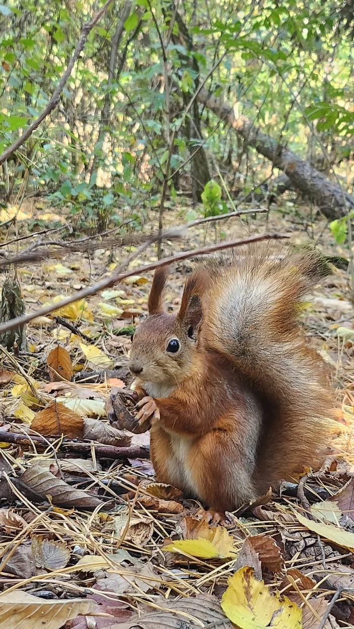 How a squirrel played a prank on me - My, English language, Children, Mum, School, Squirrel, Humor, Parents and children, Longpost