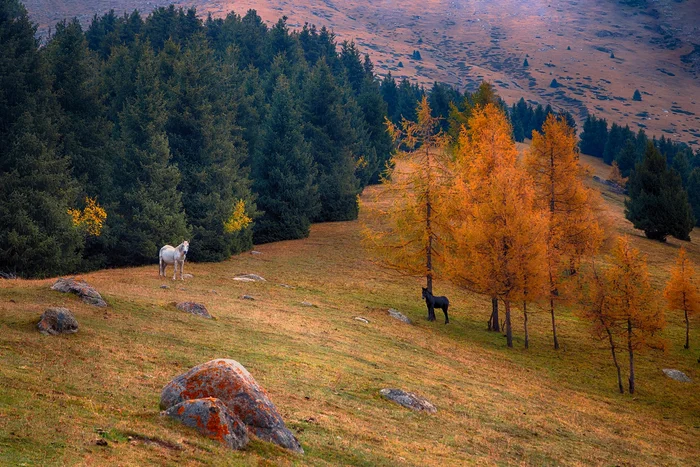 Осенняя история - Осень, Дикая природа, Кыргызстан, Пейзаж, Красивый вид, Фотография