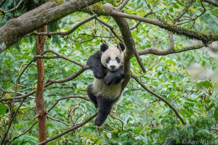 Panda is resting - Panda, The Bears, Wild animals, Tree, China, The photo