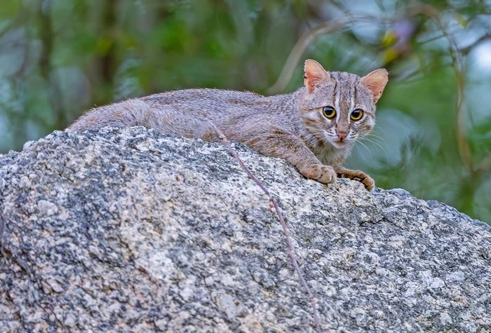 Spotted red cat - Rusty cat, Small cats, Cat family, Predatory animals, Wild animals, wildlife, India, The photo