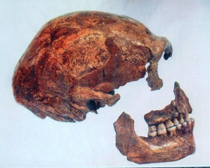 Neanderthal cannibals ate Neanderthal vegans? And Neanderthals kissed Cro-Magnons... - My, Nauchpop, The science, Research, Scientists, Biology, Longpost