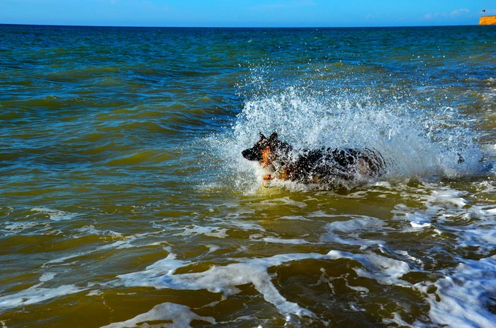 Everything is wonderful in Russia! - My, German Shepherd, Black Sea, The photo, Crimea, Dog