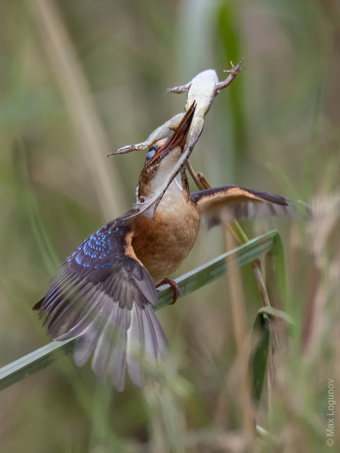 Malachite Kingfisher with prey - My, Animals, Wild animals, Kingfisher, Catch, Photo hunting, Rare view, Birds, The photo