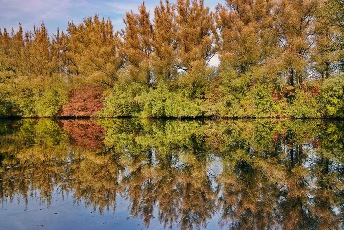 Autumn Reflections - My, The photo, Netherlands (Holland), Nature, Forest, Reflection, Autumn