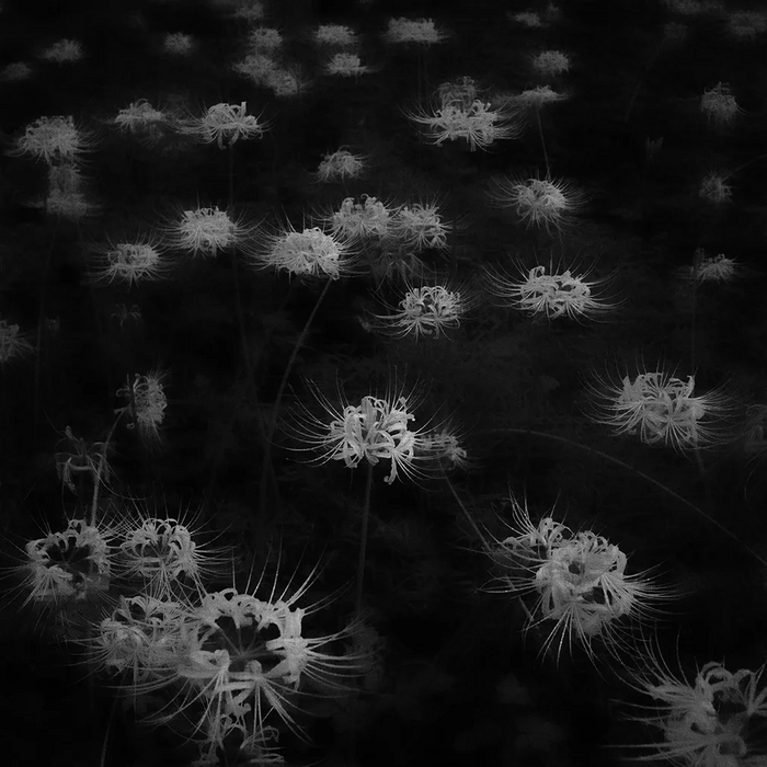 Lycoris radiata /   , , , 2023 .