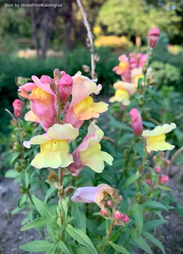 Snapdragon - My, Snapdragon, Bloom, Plants, City walk, Street photography, The photo, Flowers, Kaliningrad, Kaliningrad region, The park, Longpost