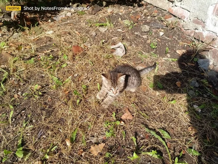 City beauties - My, cat, Kaliningrad, City walk, Fluffy, Pet the cat, Kaliningrad region, Street photography, The photo