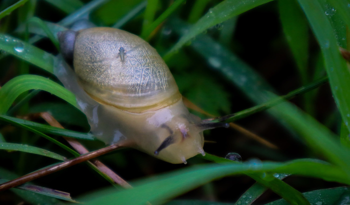 ������������� ����� ������ 🐌