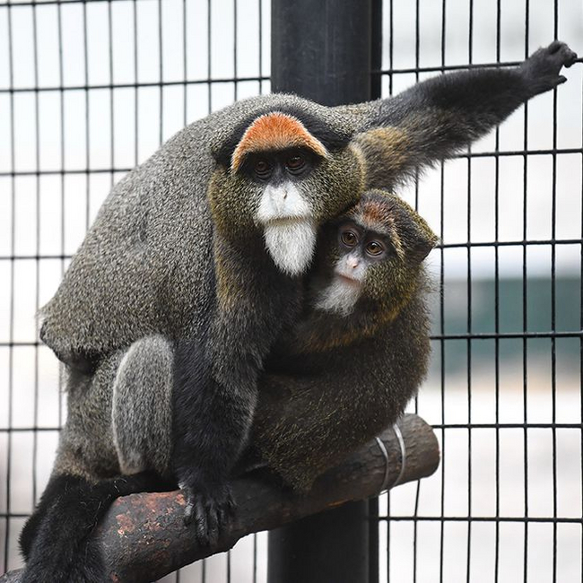 Nine monkeys die at Hong Kong zoo from unknown disease - Monkey, Zoobotsad, Hong Kong, Wild animals, China, Eastern Asia, Primates, Death, Negative, Расследование, Longpost