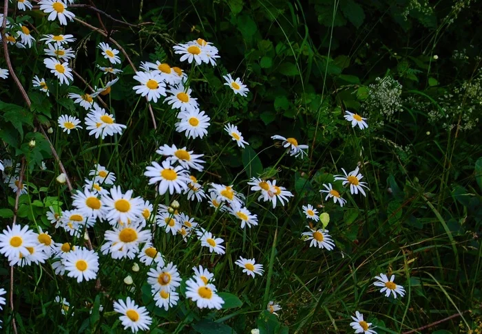 Chamomile - My, Plants, Nature, Chamomile, The photo