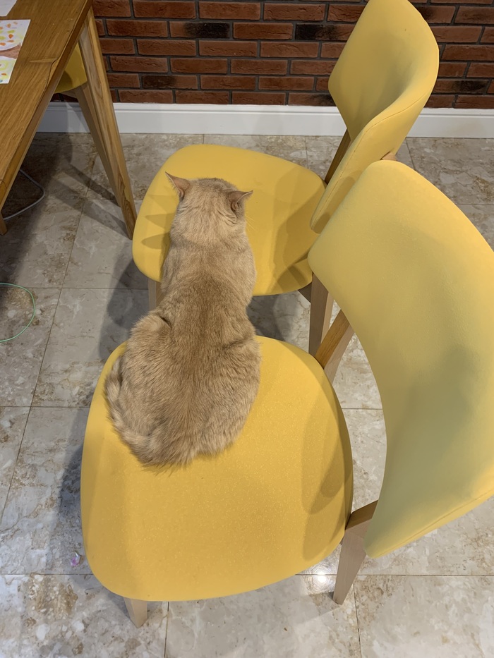 На двух стульях