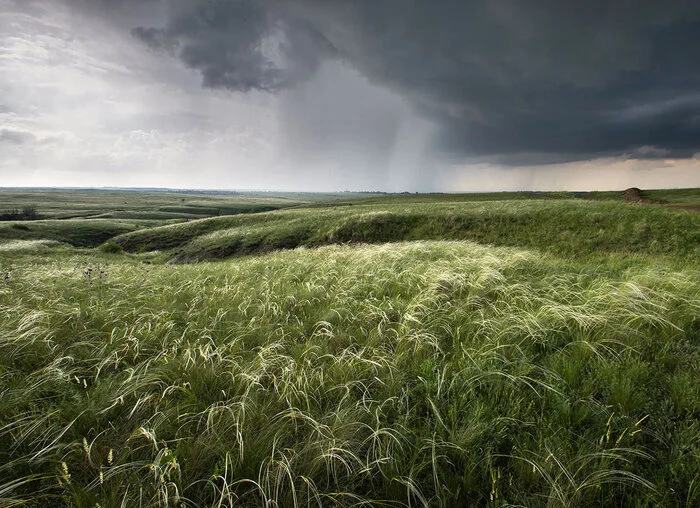 Stormy steppe - My, Steppe, Feather grass, Thunderstorm, Rostov region, The photo