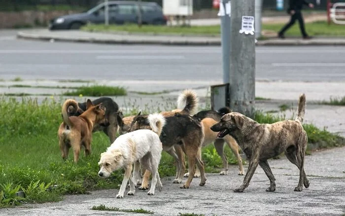 Про бродячих собак - Моё, Собака, Дикие животные, Отлов, Бродячие собаки, Бездомные животные