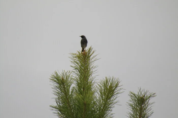 Redstart - My, Redstart, Birds, Songbirds, Passeriformes, The photo