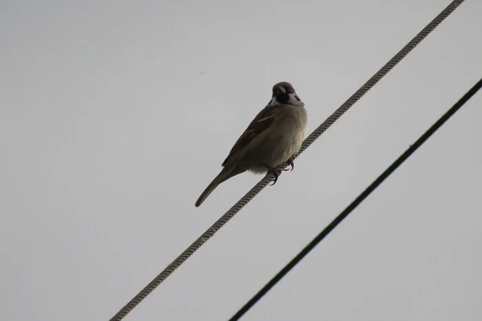 Sparrows - My, Sparrow, Birds, Longpost, Passeriformes, Passerines, The photo