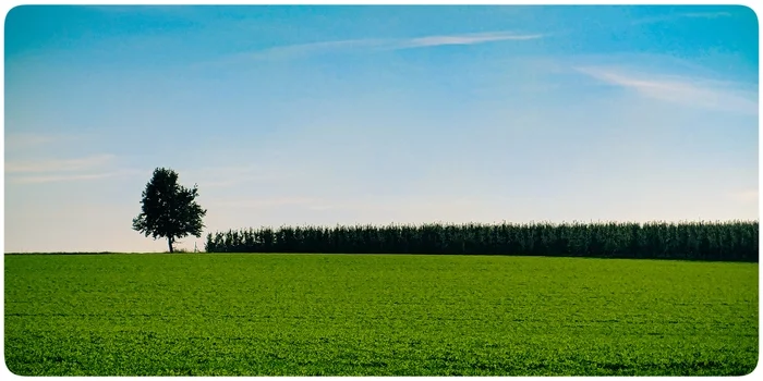 Leader - My, The photo, Field, Sky, Tree