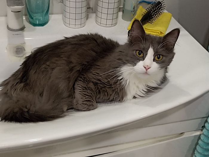 Руки, Вообще-то, можно я языком помыть. Воть.