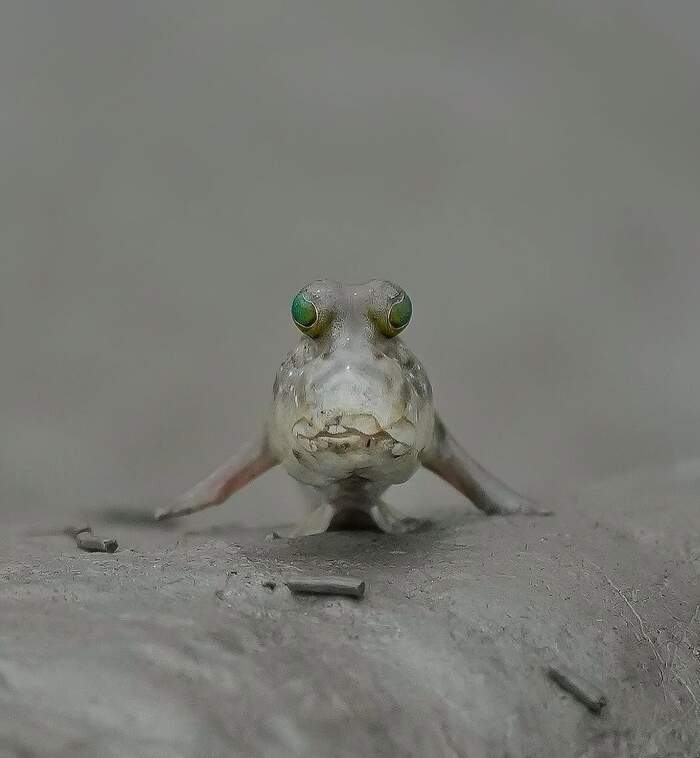 Mudskippers - A fish, Mudskipper, Wild animals, wildlife, India, The photo, Longpost