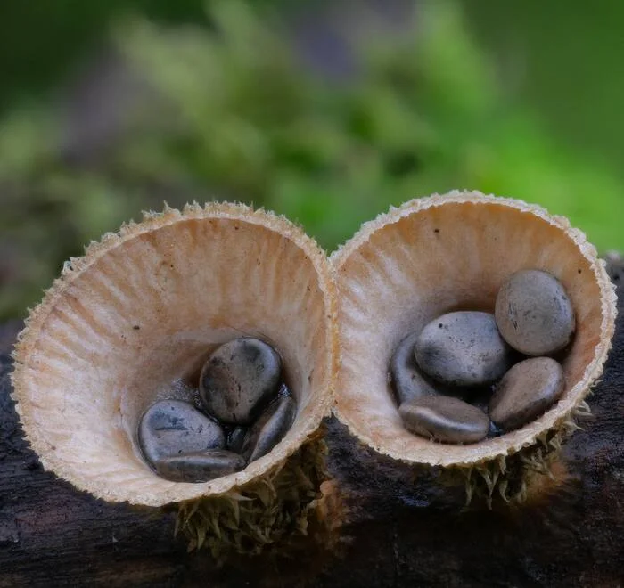 Glass - Mycology, Mushrooms, wildlife, India, The photo, Macro photography