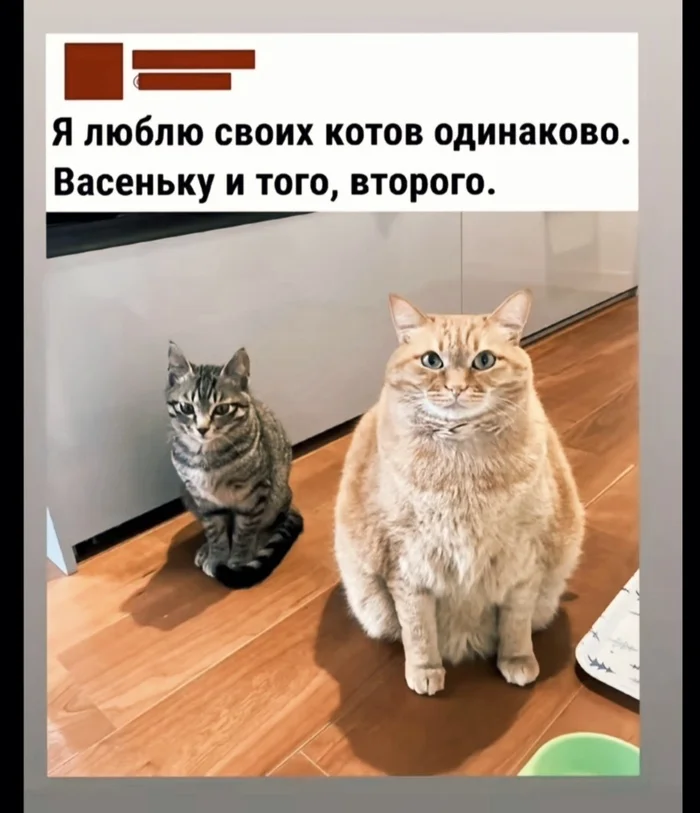 И даже немного заметно, а может и не очень... - Опрос, Кошатники, Смешные животные, Толстые котики, Пушистые, Погладь кота, Безумная кошатница, Домашние животные, Юмор, Картинка с текстом, Кот