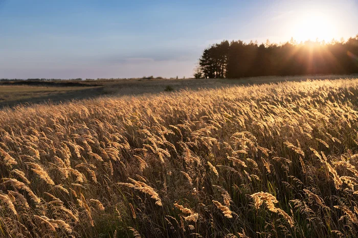 Veinik - My, Steppe, Rostov region, Landscape