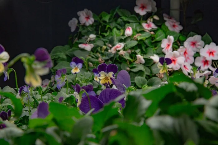 Flowers You Can Eat. Edible Flowers - My, Hydroponics, Aeroponics, Vertical Truss, Microgreens, Viola, Balsam, Violets, Longpost