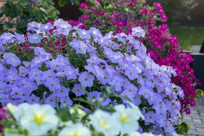 Petunia is beautiful - My, Flowers, Petunia