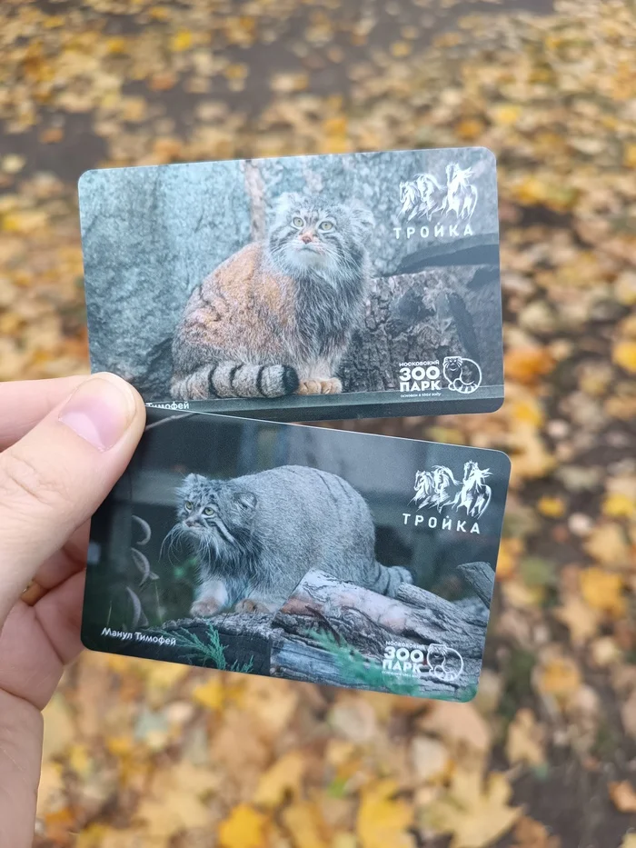 Yeeeey! I couldn't pass by :3 - My, Wild animals, Zoo, Pallas' cat, Moscow Zoo, Moscow Metro, Three card, Travel card, Metro, Manul Timofey