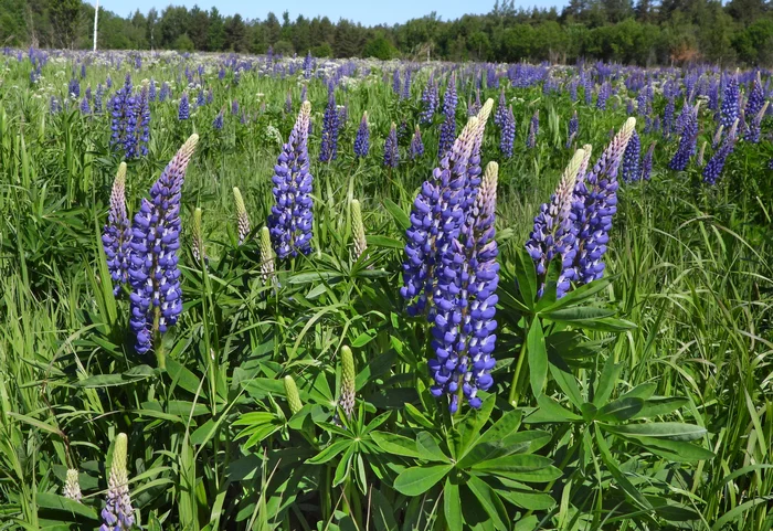 Lupine: good or bad?! - My, Plants, Entertaining botany, Botany, Lupine, Botanical Museum, Invasive species, Longpost