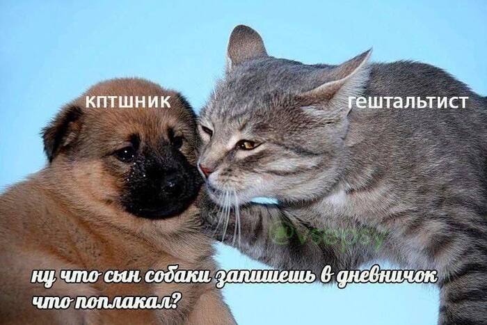 I condemn it just in case - Psychology, Psychotherapy, Психолог, Gestalt, Cognitive Behavioral Therapy, Memes, Picture with text, cat, Dog