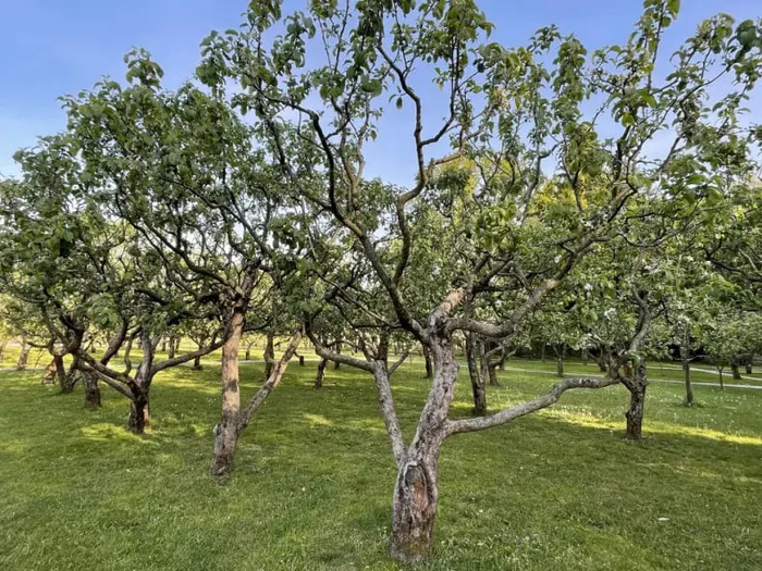 Why do they cement hollows? What to do if a tree has a hollow. Advice from an agronomist - Garden, Dacha, Garden, Gardening, Agronomist, Harvest, Tree, Gardener, Telegram (link)