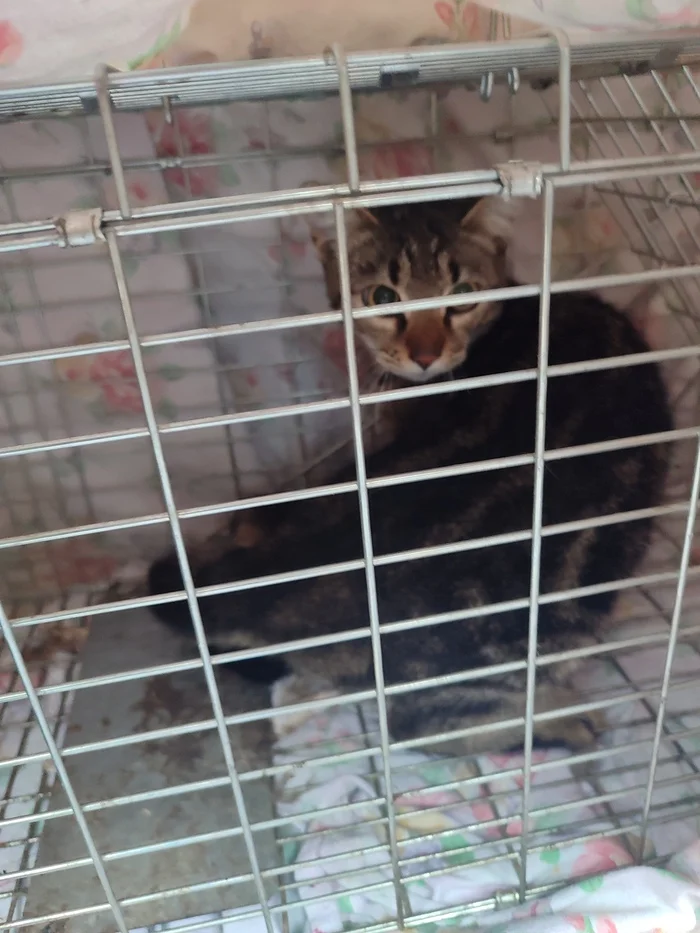 Krasnodar We catch for sterilization - Volunteering, cat, Homeless animals, Sterilization