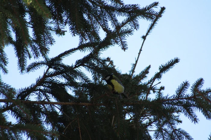 Titmouse. A rare guest in summer. - My, Tit, Birds, Village, Summer, Village, Video