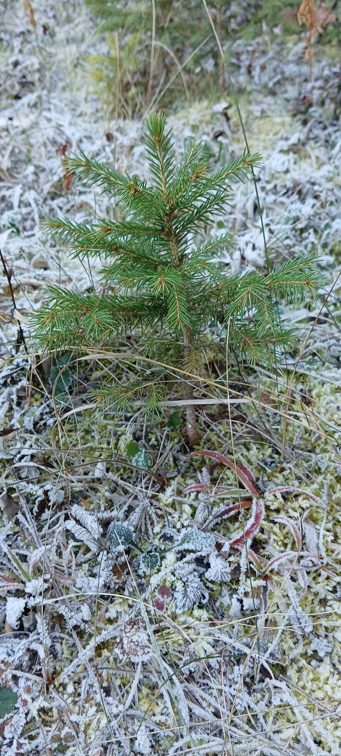 Природа Фотография, Природа, Длиннопост