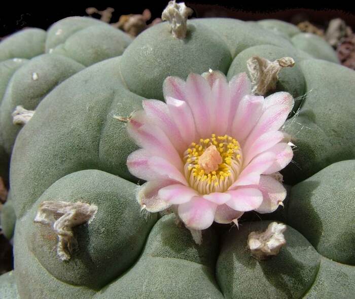 Hallucinogenic cactus - My, Plants, Botany, Entertaining botany, Cactus, Hallucinogens, Drugs, Botanical Museum, Longpost