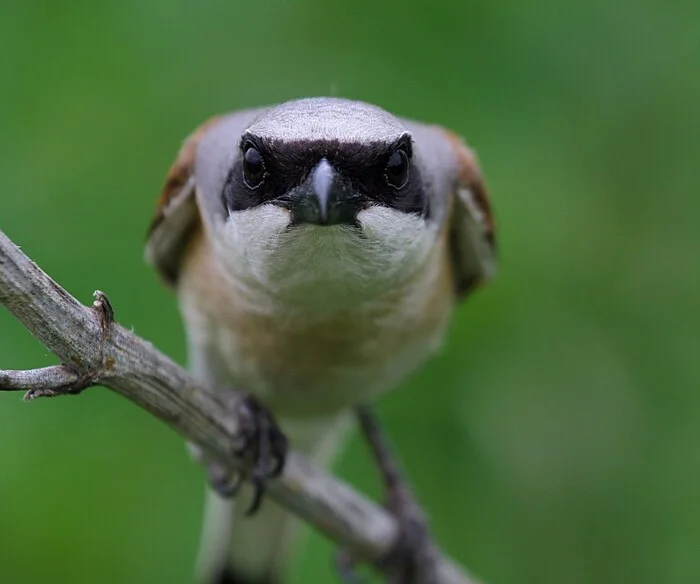 Winged Impaler. Shrike. Butcher of the Bird World - My, Nature, wildlife, Birds, Shrike, Maniac, Butcher, Dracula, In the animal world, Bird watching, Predatory animals, Longpost