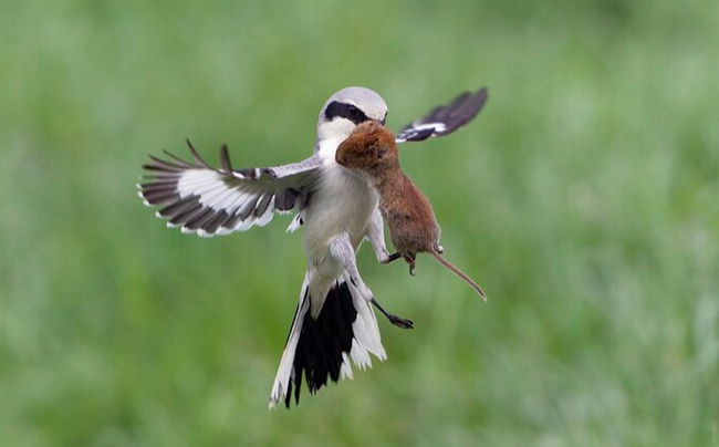 Winged Impaler. Shrike. Butcher of the Bird World - My, Nature, wildlife, Birds, Shrike, Maniac, Butcher, Dracula, In the animal world, Bird watching, Predatory animals, Longpost