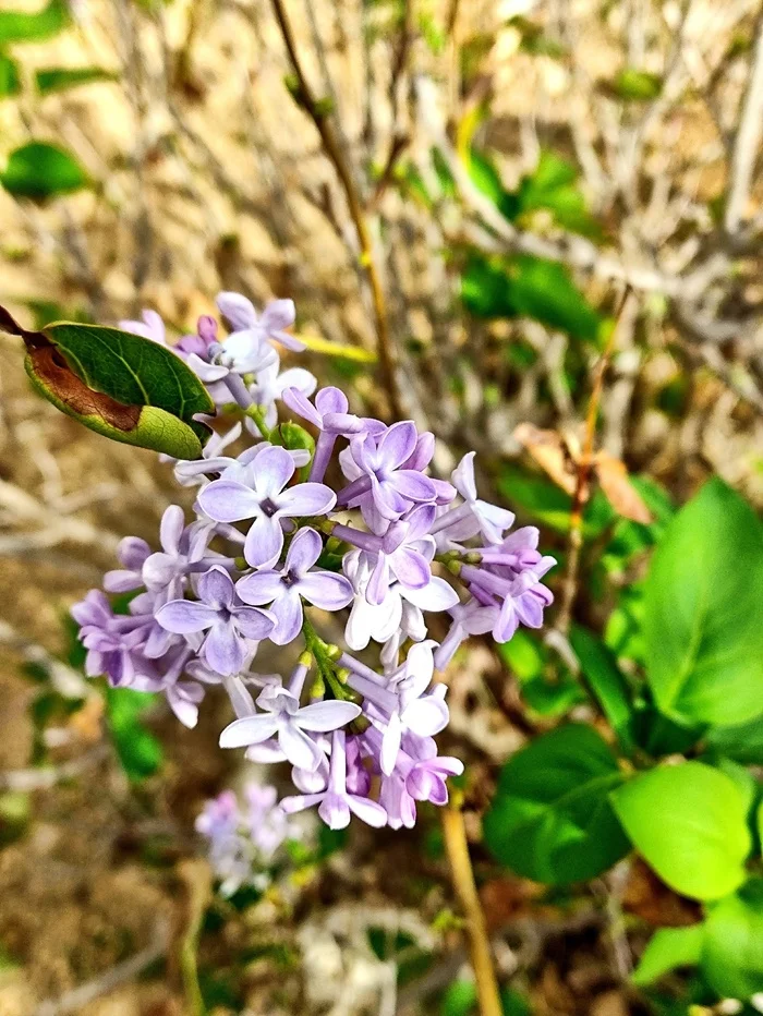 Repeat flowering in autumn - My, Plants, Bloom, The photo, Botany, Entertaining botany, Crimea, Botanical Museum, Longpost