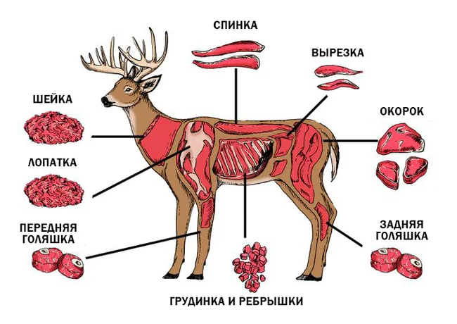 Мясо оленя, как разделывать, что есть и готовить? - Салат, Товары, Обед, Ужин, Питание, Яндекс Дзен (ссылка)