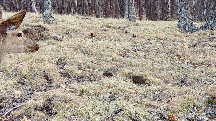 Уроки маскировки от пятнистого оленя - Пятнистые олени, Окрас, Осень, Фотография, Дикая природа, Олени, Дикие животные, Национальный парк, Земля Леопарда, Приморский край, Копытные, Парнокопытные, Telegram (ссылка), Длиннопост