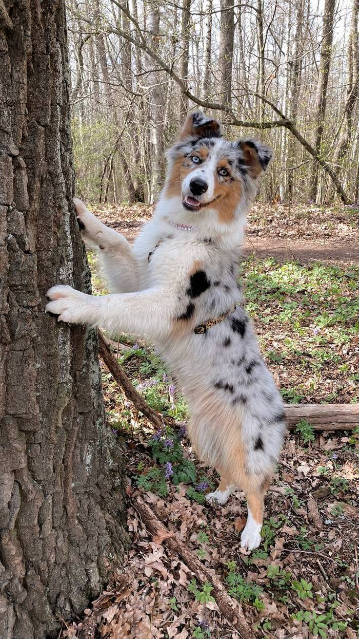 I'm just showing off my handsome guy. - My, Dog, Australian shepherd, Nature, A wave of posts