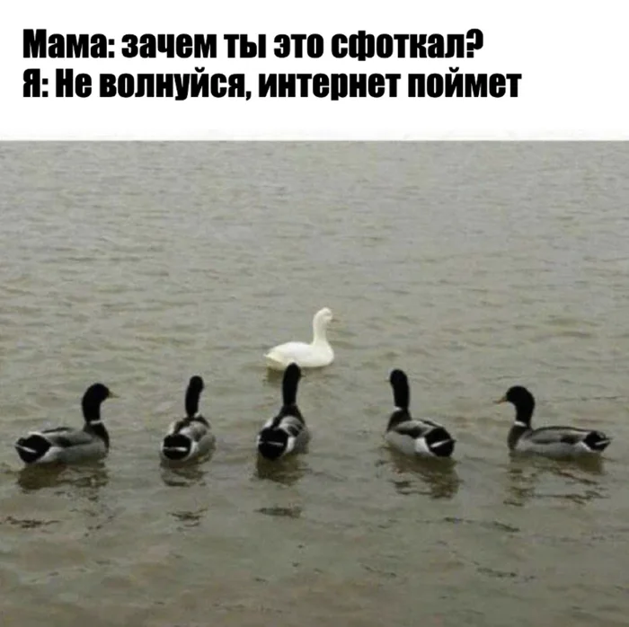 5 black d*cks (ducks) - Юмор, Картинки, Мемы, Картинка с текстом, Утка, Фотография, Диалог, Зашакалено, Показалось, Девушка и пять негров