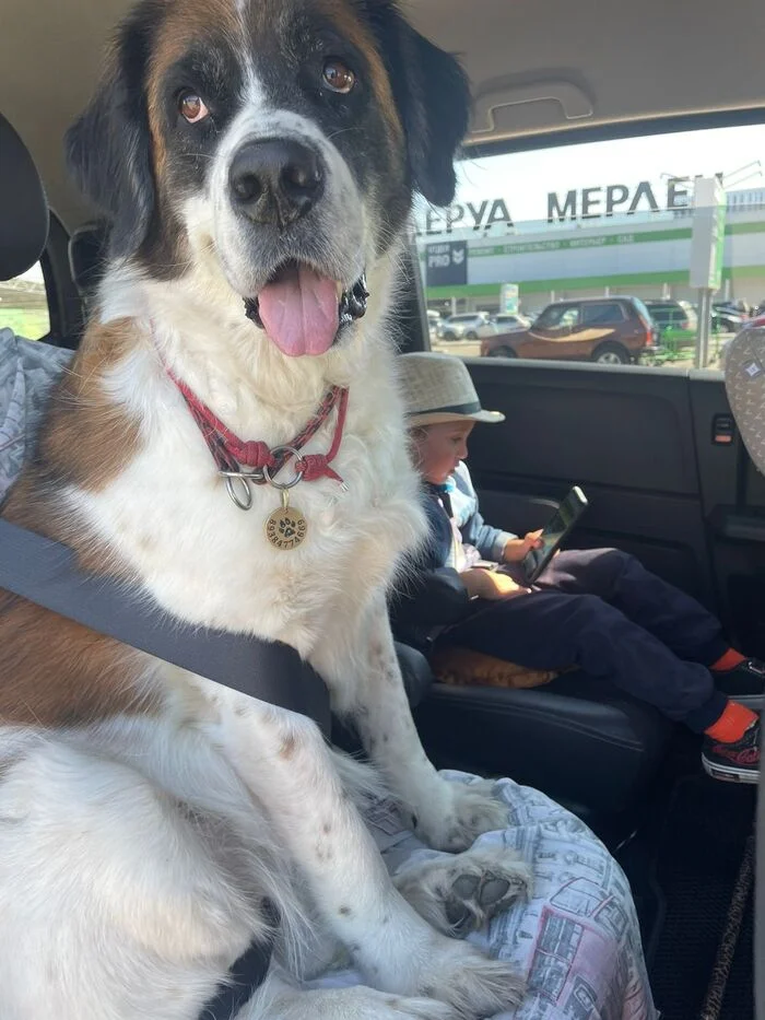 Reply to the post Just showing off my handsome guy - Dog, Australian shepherd, Nature, Moskovskaya storozhevaya, Reply to post, A wave of posts