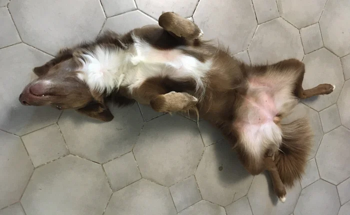 We turned on the heated floor. Happiness... - Dog, Warm floor, Happiness, Pets, The photo